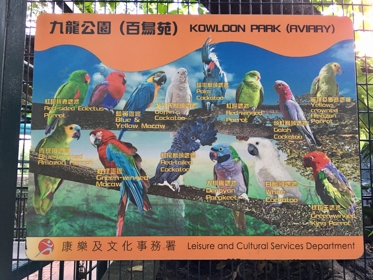 九龍公園内「百鳥苑」で鳥観察〜香港は無料でないと鳥だけで客は来ないのかもしれない
