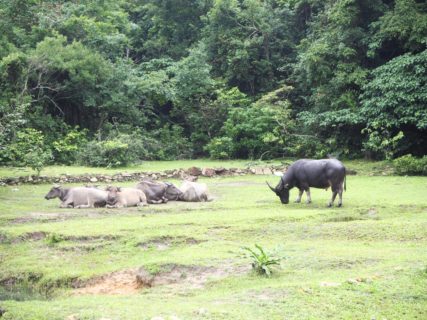 ランタオ島の貝澳（Pui O）から梅窩（Mui Wo）まで、野生の牛の生息地を歩いた