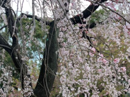 3年振りの日本の桜は本当に綺麗だった