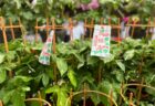 思いがけず「入谷朝顔まつり」に遭遇した
