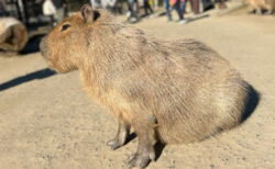 お正月にサユリワールドに行ってきた