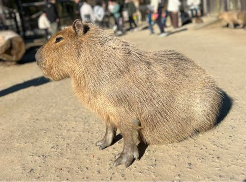 お正月にサユリワールドに行ってきた